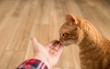 Как воспитывать кошку?