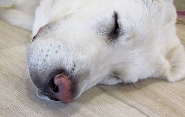 О чем может свидетельствовать сухой нос у собаки