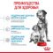 Корм Royal Canin Medium Starter Mother&Babydog для сухого полнорационного для щенков средних размеров в период отъема и до 2 месяцев, для беременных и кормящих сук  12 кг